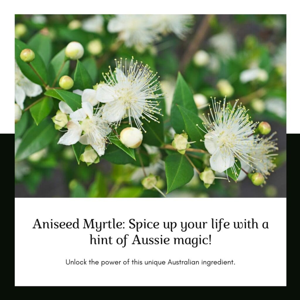 Aniseed Myrtle leaves, known for their aromatic flavor. 